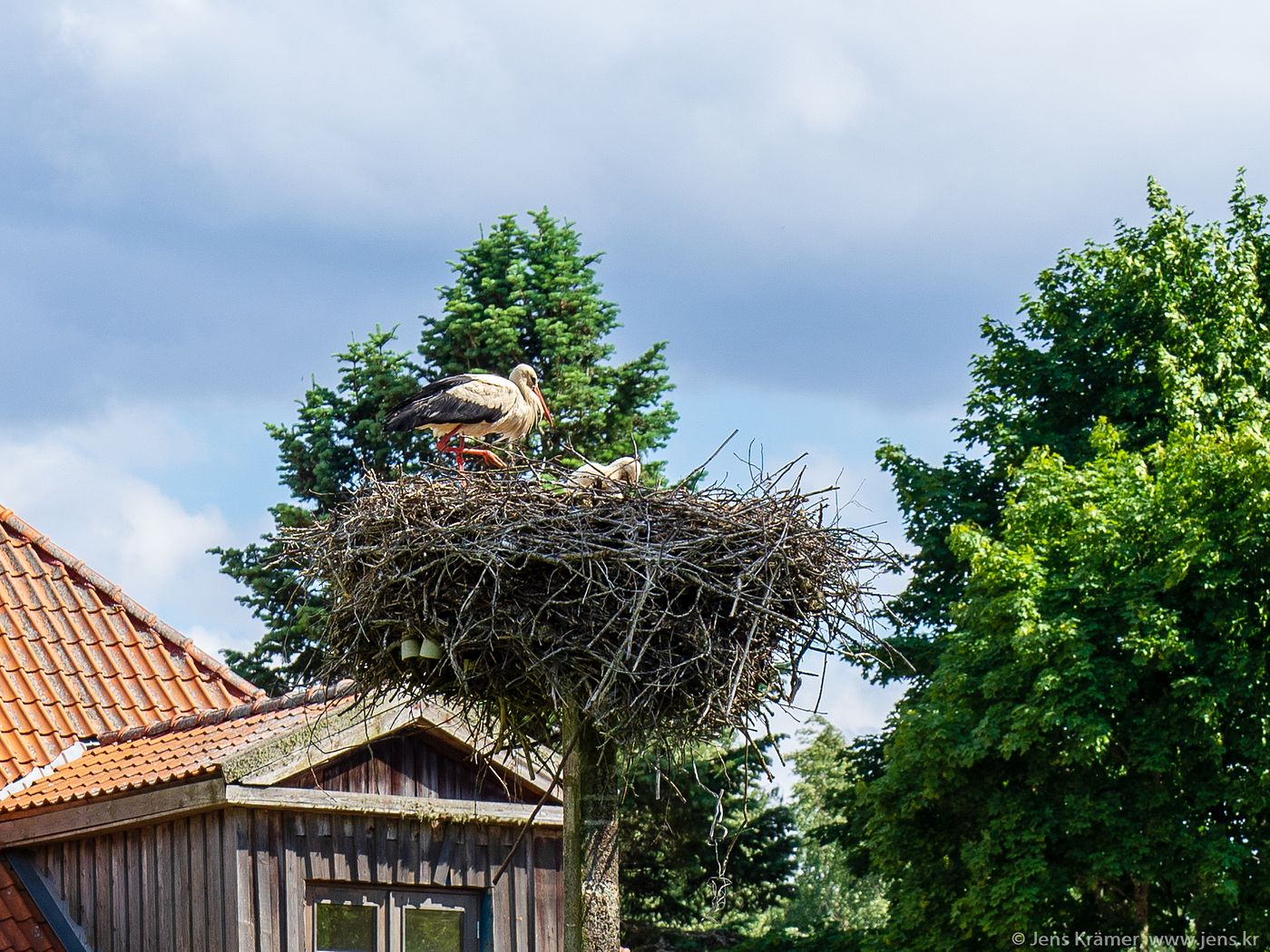 Stork's nest